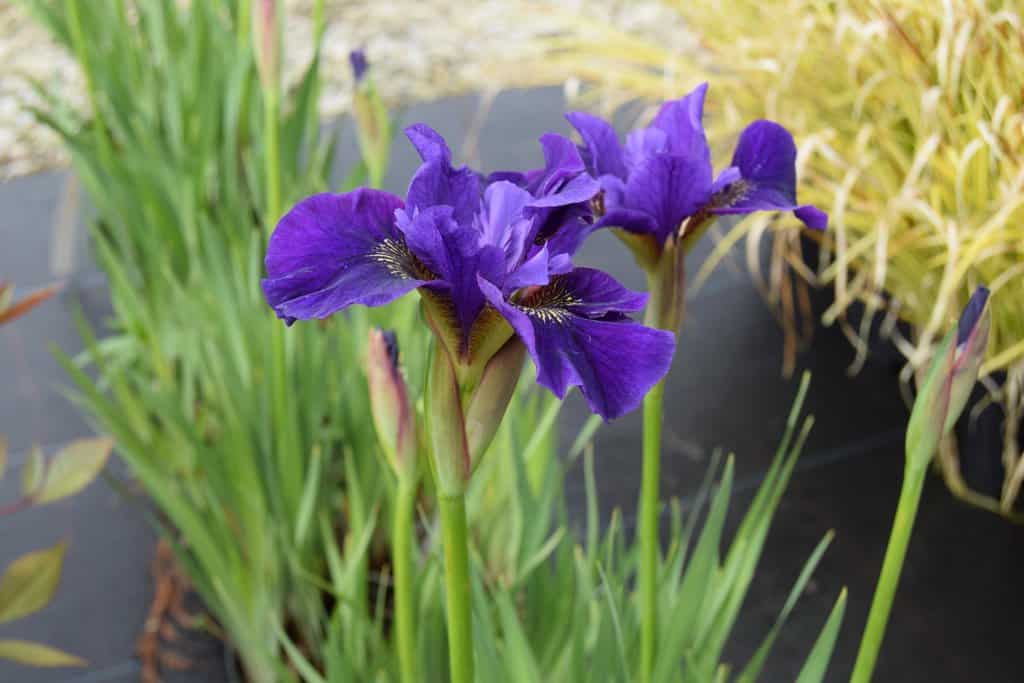 Iris sibirica 'Ruffled Velvet' ---
